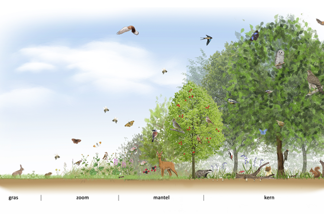 Sfeerbeeld dorpsbossen